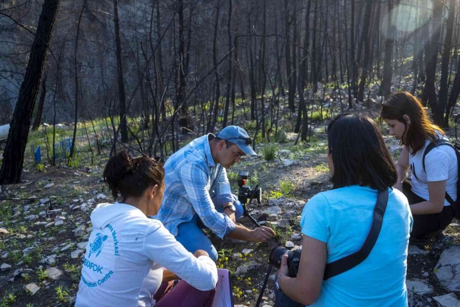 Türkiye Tarihinin En Büyük Yangını Saman Orkidesi Türünü Yok Etti