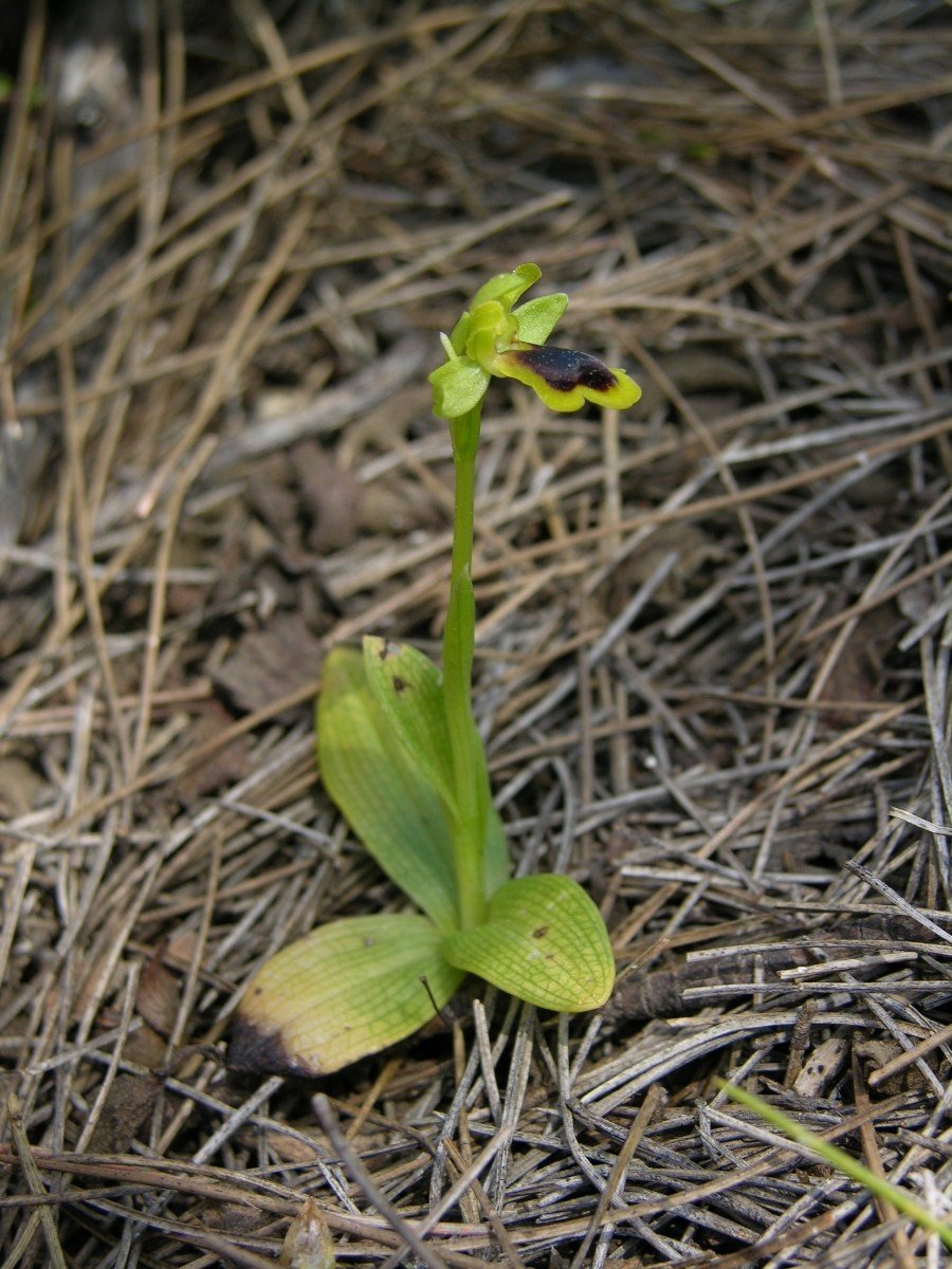 Türkiye Tarihinin En Büyük Yangını Saman Orkidesi Türünü Yok Etti
