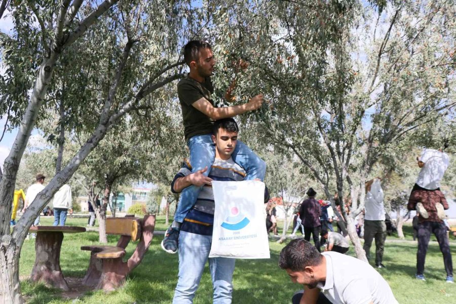 Rektör Şahin Yarışa Katıldı, Öğrencilerle Kıyasıya İğde Topladı