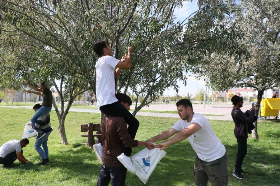 Rektör Şahin Yarışa Katıldı, Öğrencilerle Kıyasıya İğde Topladı