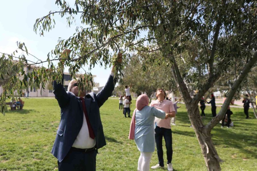 Rektör Şahin Yarışa Katıldı, Öğrencilerle Kıyasıya İğde Topladı