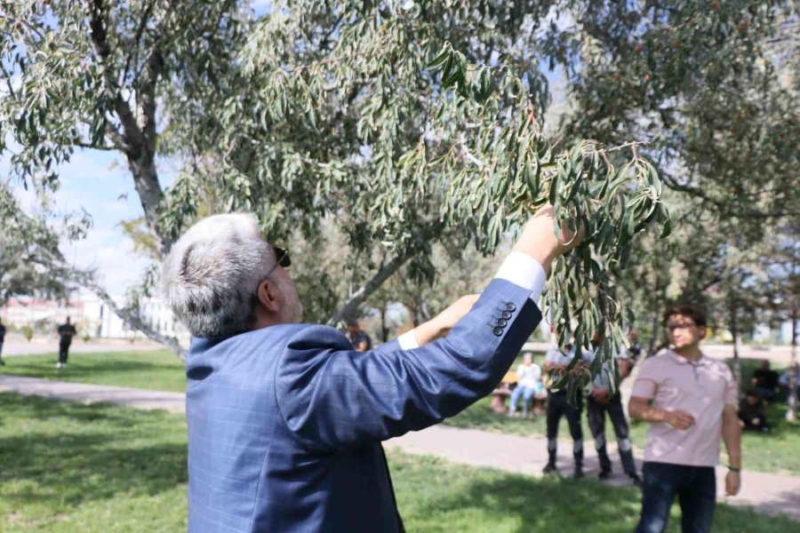 Rektör Şahin Yarışa Katıldı, Öğrencilerle Kıyasıya İğde Topladı