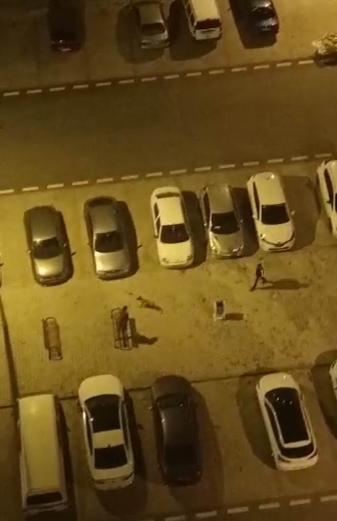 Köpeği Çocukların Üstüne Saldı, Korkan Çocuk Otomobilin Üstüne Çıktı