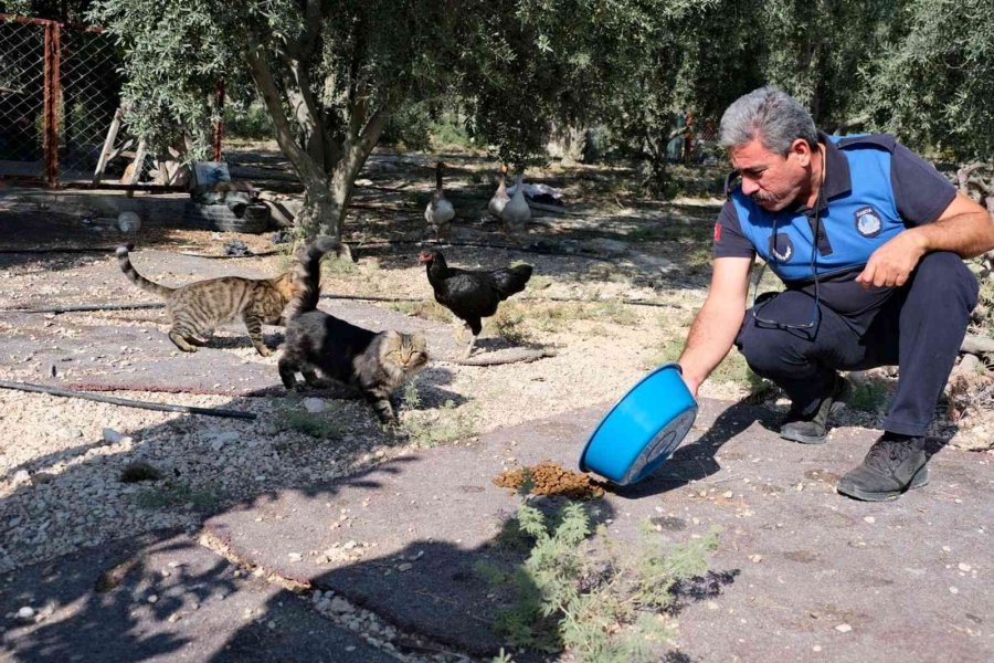 Mut’ta Sokak Hayvanlarına Mama Dağıtıldı