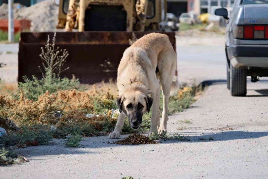 Mut’ta Sokak Hayvanlarına Mama Dağıtıldı