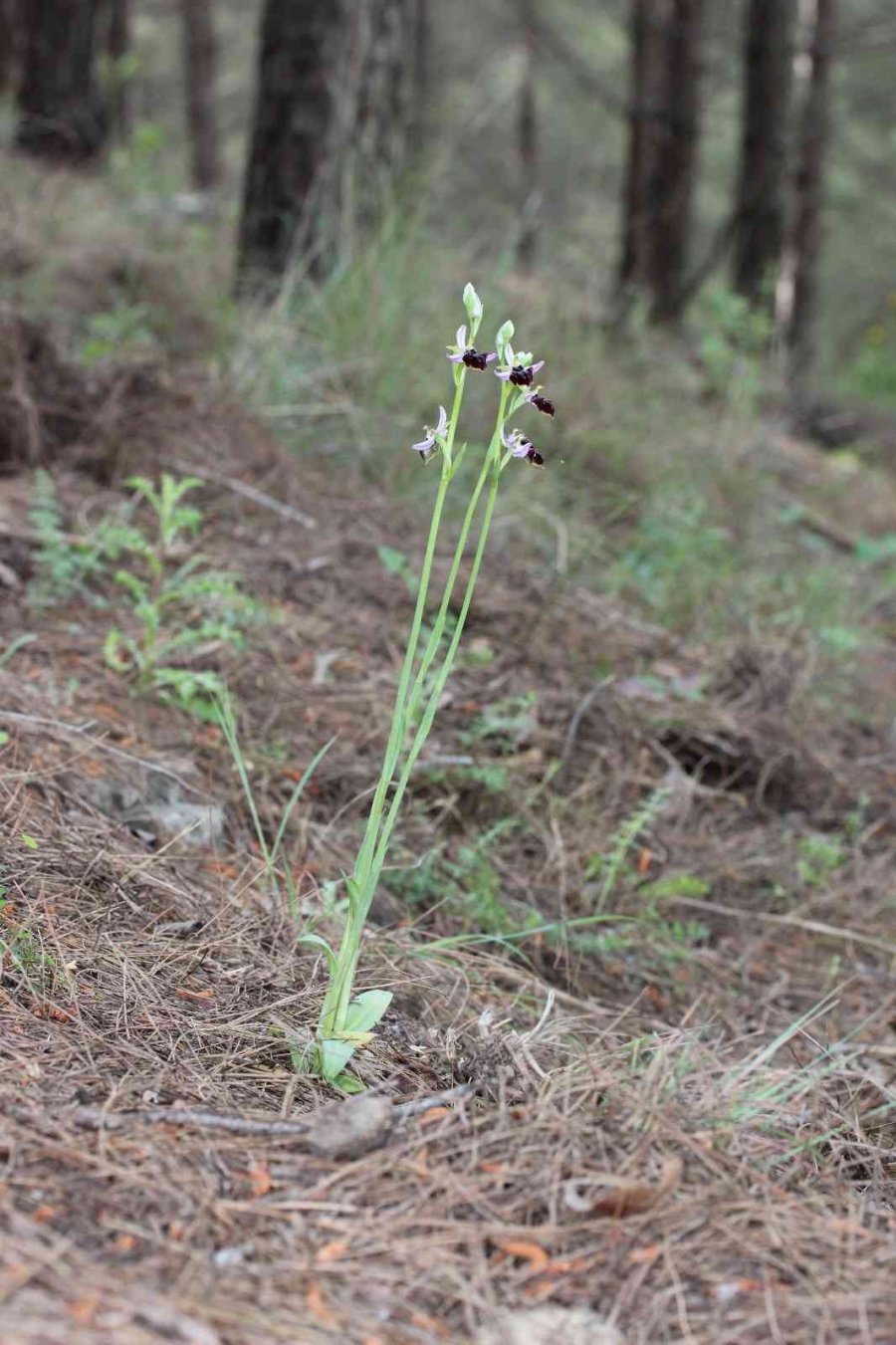 Dünyada Sadece Manavgat’ta Olan Antalya Orkidesi 10 Yıl Sonra Yeniden Bulundu