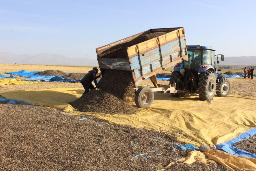 Ayçiçeği Hasadı Çiftçinin Yüzünü Güldürdü