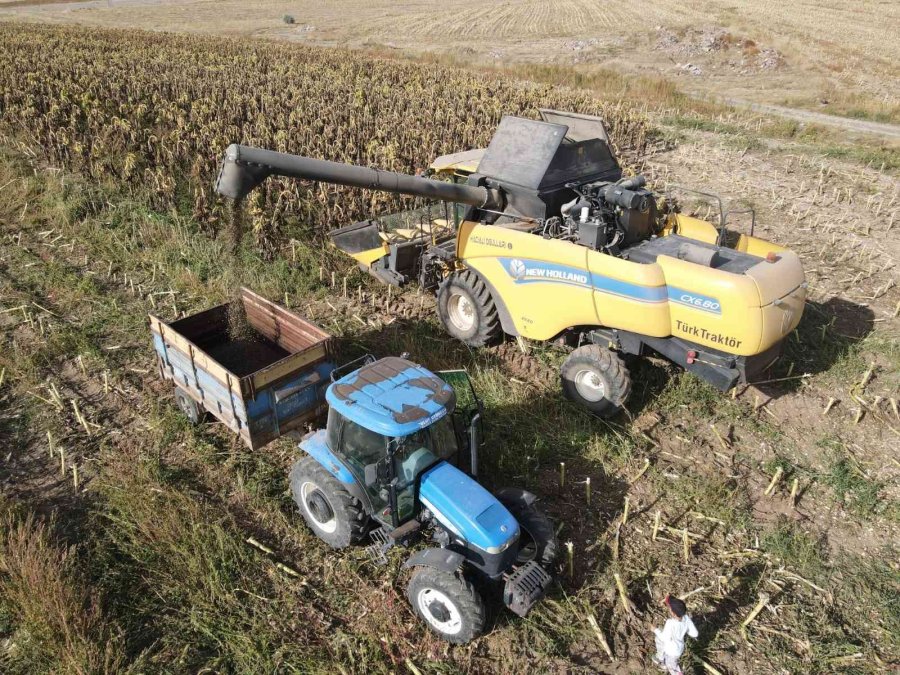 Ayçiçeği Hasadı Çiftçinin Yüzünü Güldürdü