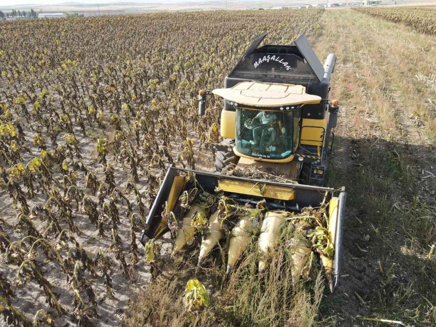 Ayçiçeği Hasadı Çiftçinin Yüzünü Güldürdü