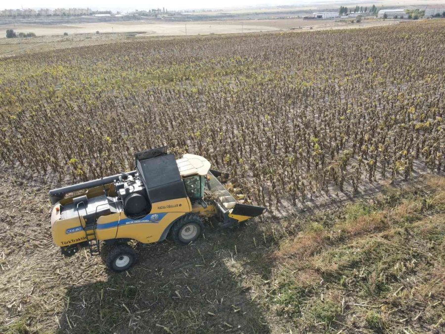 Ayçiçeği Hasadı Çiftçinin Yüzünü Güldürdü