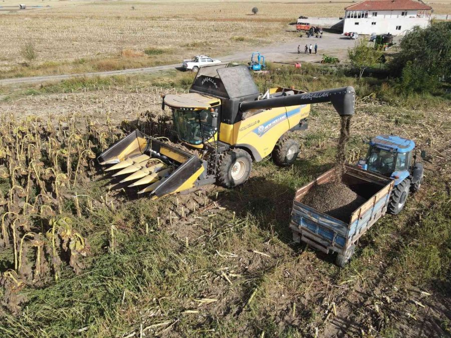Ayçiçeği Hasadı Çiftçinin Yüzünü Güldürdü