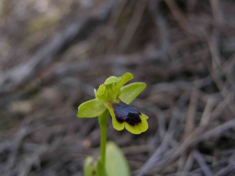 Dünyada Sadece Manavgat’ta Olan Antalya Orkidesi 10 Yıl Sonra Yeniden Bulundu