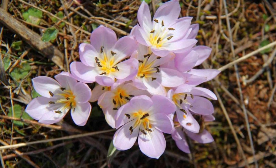 Konya’da 260 Bitki Ve Çiçek "cennetin Çiçekleri" Kitabıyla Gün Yüzüne Çıkarılacak