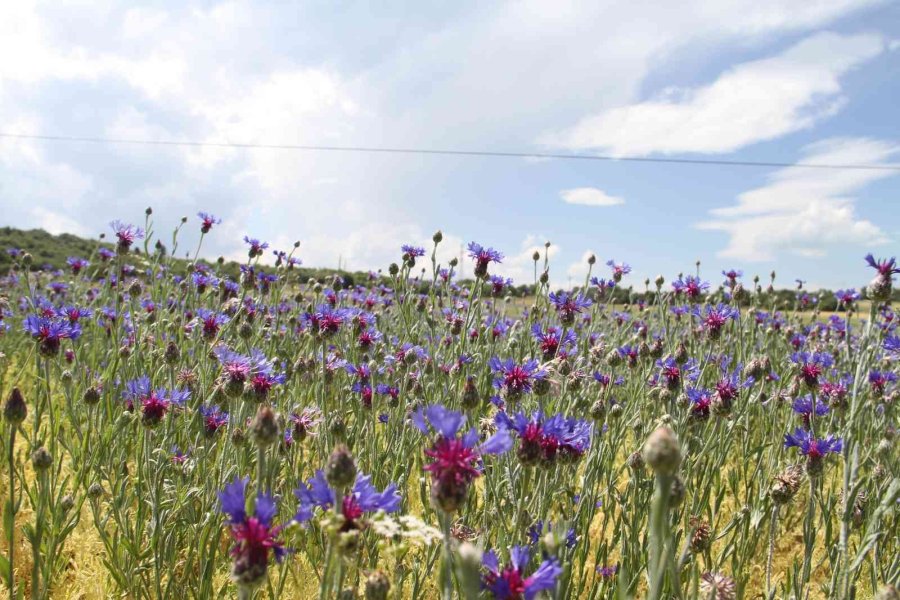 Konya’da 260 Bitki Ve Çiçek "cennetin Çiçekleri" Kitabıyla Gün Yüzüne Çıkarılacak