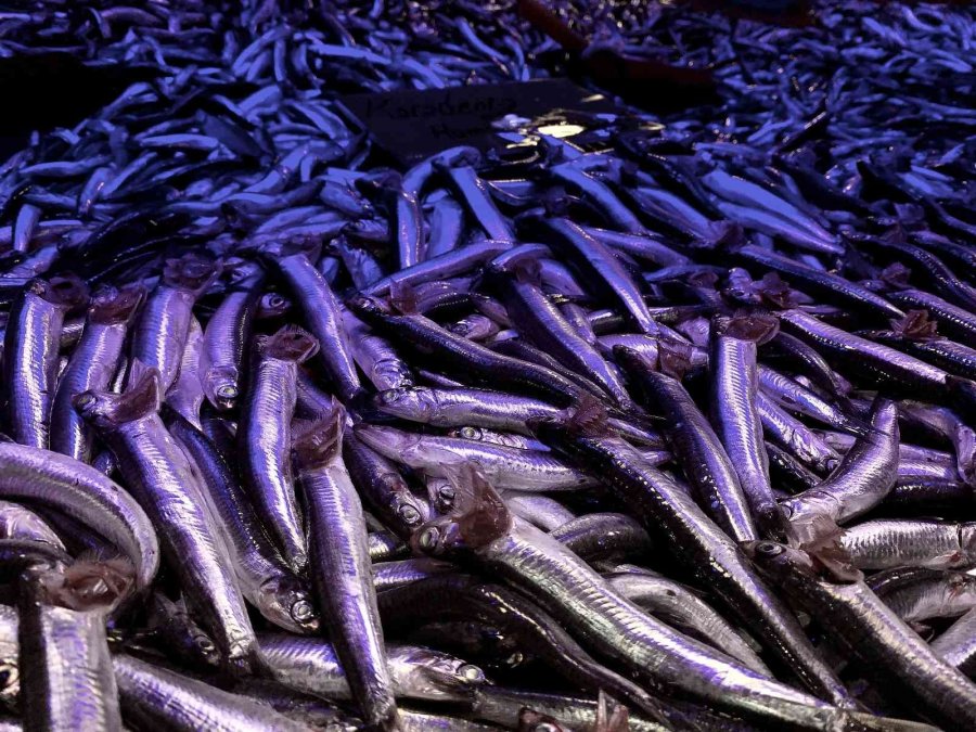 Hamsi, Balık Tezgâhlarını Süsledi