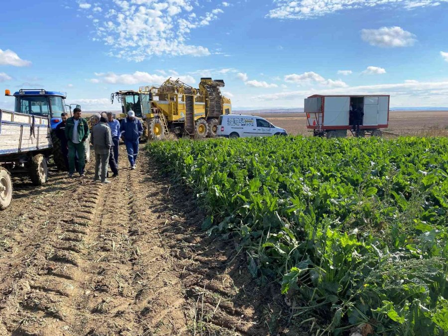 Kulu’da Şeker Pancarı Hasadı Başladı