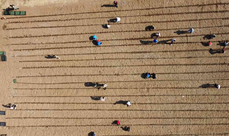 Tarım Lisesi Üretime Geçti, İlk Fideler Toprakla Buluştu