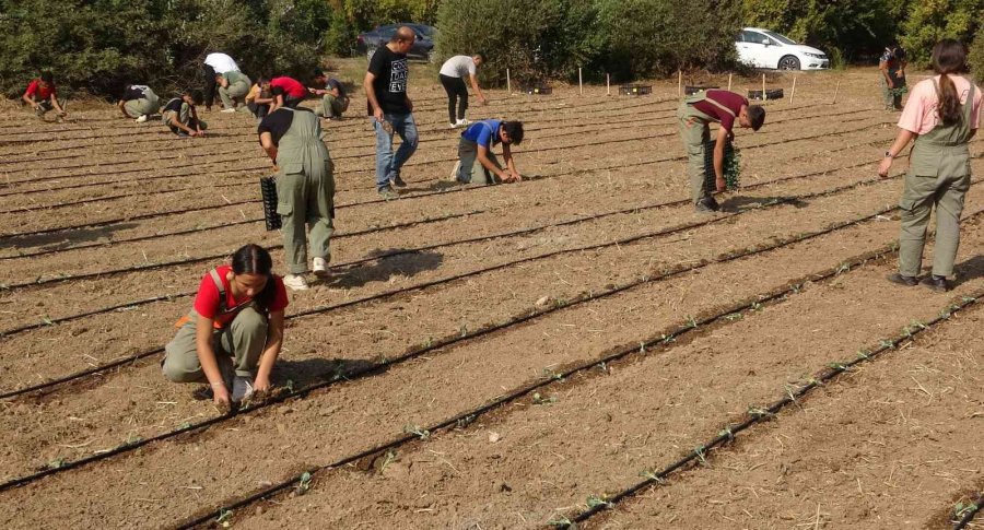 Tarım Lisesi Üretime Geçti, İlk Fideler Toprakla Buluştu