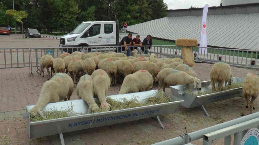 Bakan Kirişci: “yaptığımız Etkinliklerle Türkiye’de Küçükbaş Hayvancılık Daha Da Gelişecek”