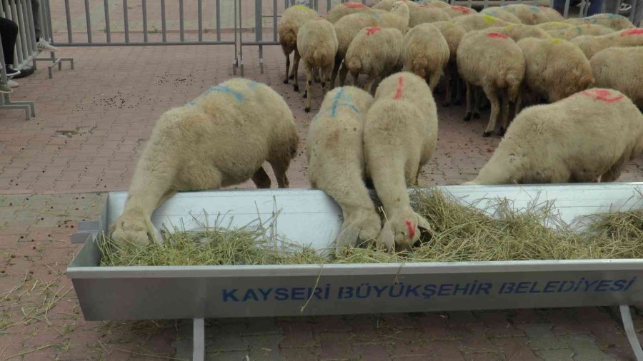 Bakan Kirişci: “yaptığımız Etkinliklerle Türkiye’de Küçükbaş Hayvancılık Daha Da Gelişecek”