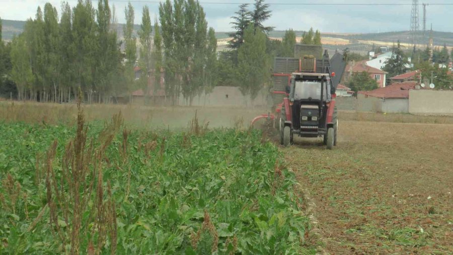 Türkiye’nin En Kaliteli Pancarında ‘fire Arttı’ İddiası