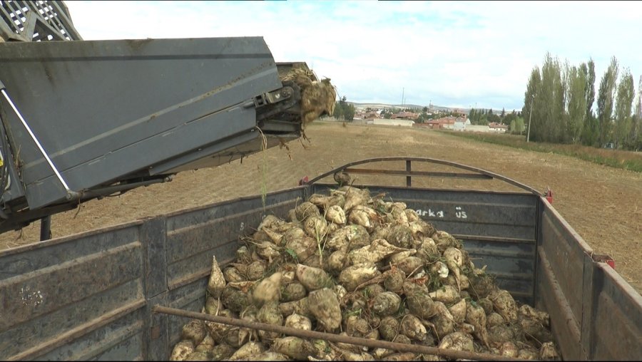 Türkiye’nin En Kaliteli Pancarında ‘fire Arttı’ İddiası