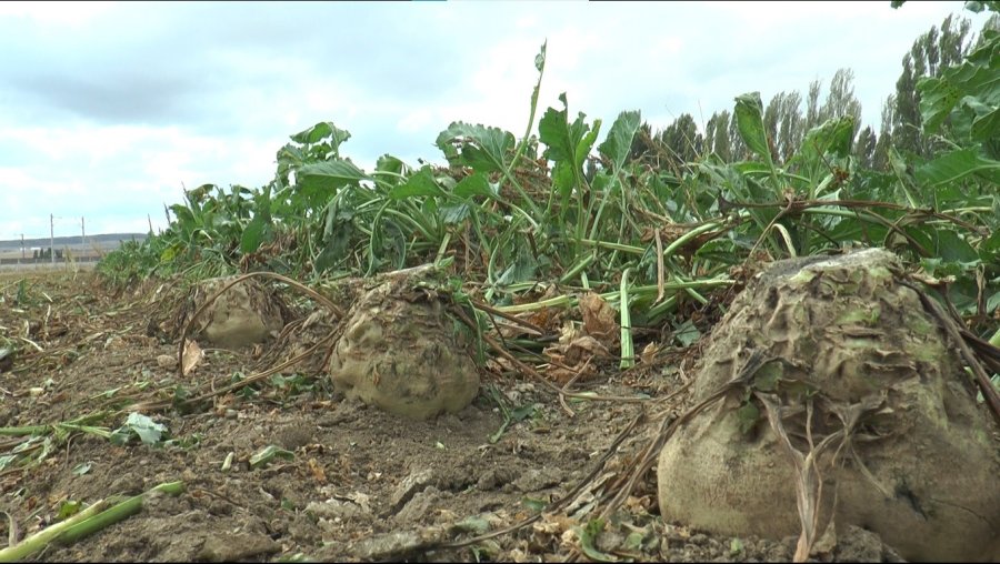Türkiye’nin En Kaliteli Pancarında ‘fire Arttı’ İddiası