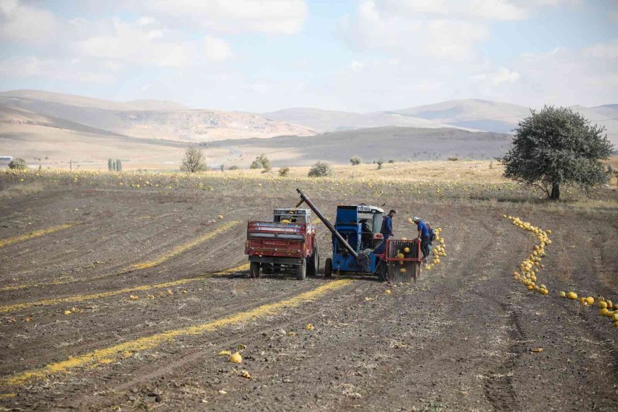 Talas’ta Yemek Posaları Yeme Dönüşüyor