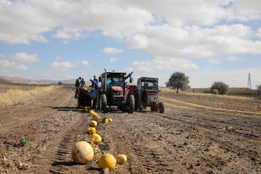 Talas’ta Yemek Posaları Yeme Dönüşüyor