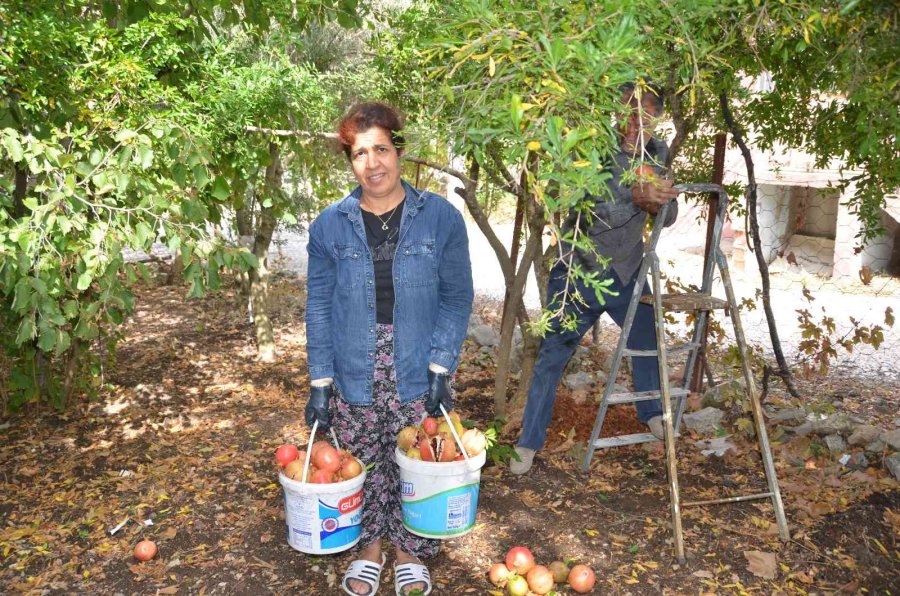 Antalyalı Kadınların Bin Bir Emekle Üretilen Nar Ekşisi Mesaisi Başladı