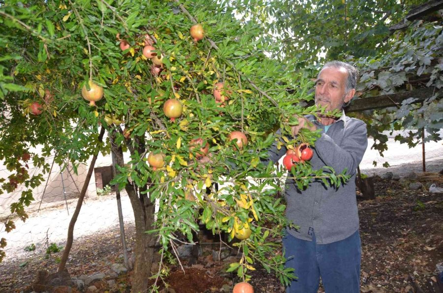 Antalyalı Kadınların Bin Bir Emekle Üretilen Nar Ekşisi Mesaisi Başladı