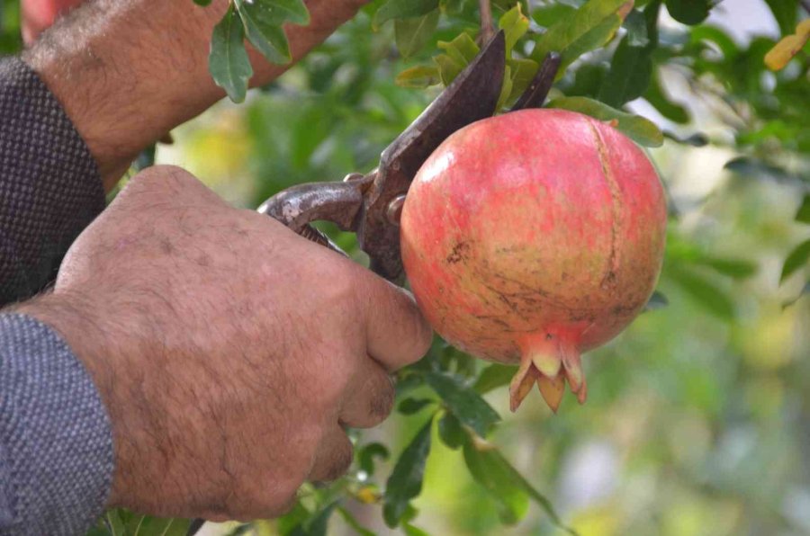 Antalyalı Kadınların Bin Bir Emekle Üretilen Nar Ekşisi Mesaisi Başladı