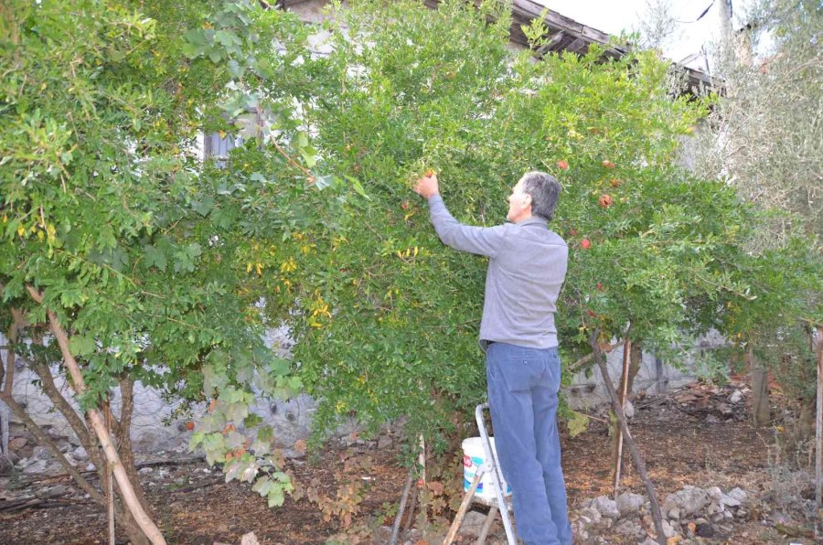 Antalyalı Kadınların Bin Bir Emekle Üretilen Nar Ekşisi Mesaisi Başladı