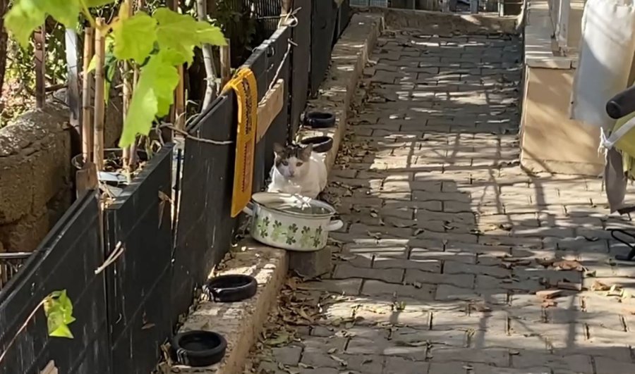 Antalya’da Kedi Hırsızları Mahalleliyi Bezdirdi