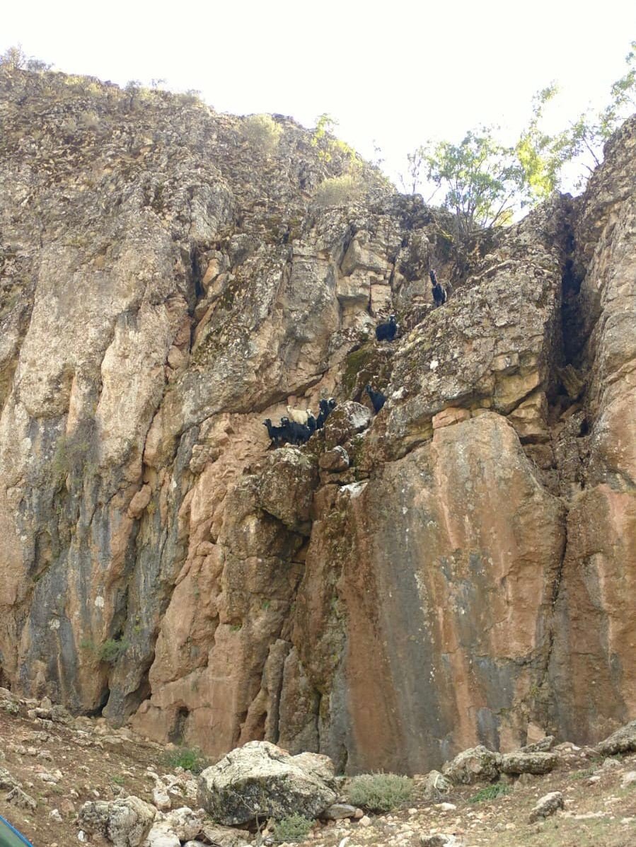 Mahsur Kalan Keçileri Afad Ekipleri Kurtardı