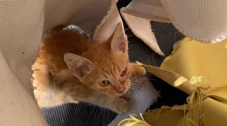 Antalya’da Kedi Hırsızları Mahalleliyi Bezdirdi