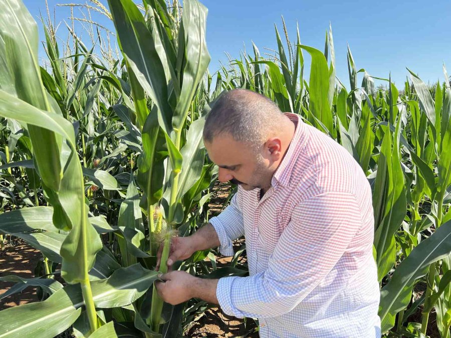 Tarsus’ta Tarımda Verim Arttırma Çalışmaları Sürüyor