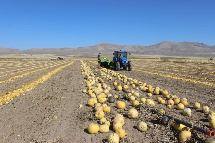 Tomarza’da Kabak Çekirdeği Hasadı Başladı