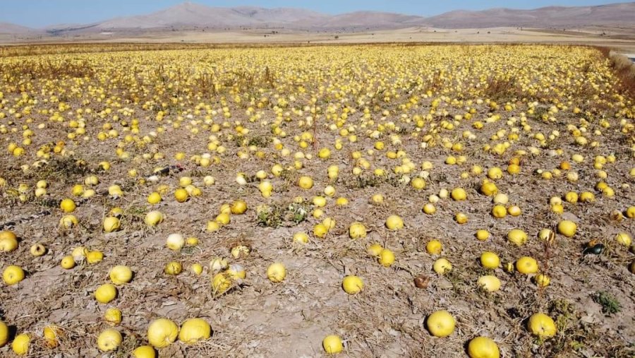 Tomarza’da Kabak Çekirdeği Hasadı Başladı