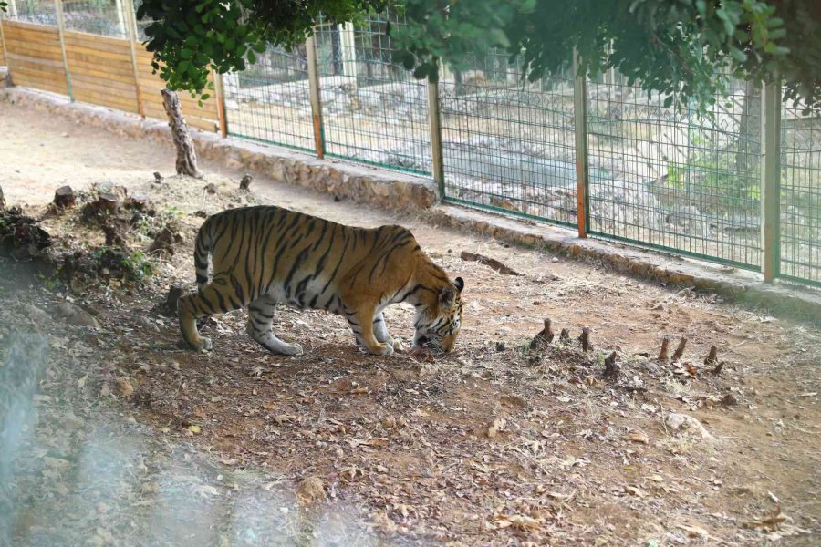 Büyükşehir Belediyesi Hayvanat Bahçesini 500 Bin Vatandaş Ziyaret Etti