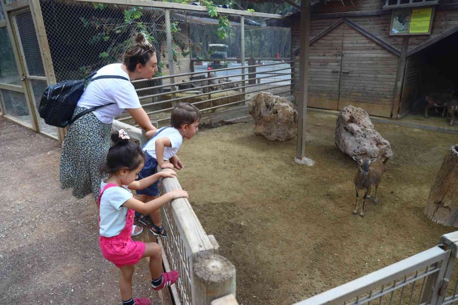 Büyükşehir Belediyesi Hayvanat Bahçesini 500 Bin Vatandaş Ziyaret Etti