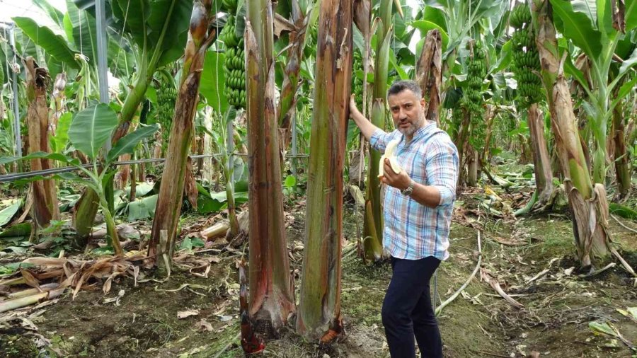Tropik Bölgelerde Bile Ender Olarak Yetiştirilen Kırmızı Muzun Manavgat’ta İlk Hasadı Yapıldı