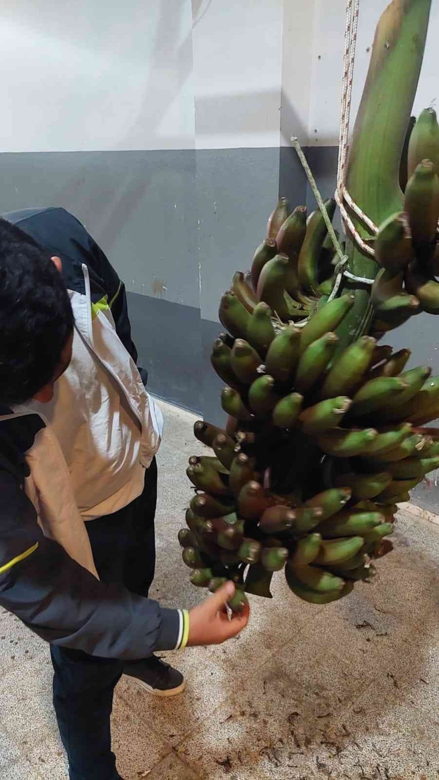 Tropik Bölgelerde Bile Ender Olarak Yetiştirilen Kırmızı Muzun Manavgat’ta İlk Hasadı Yapıldı