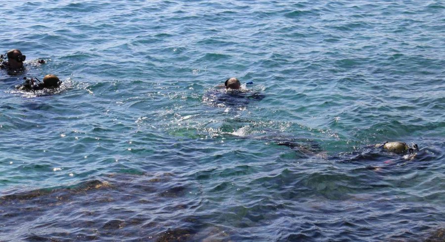 Keşif Dalışında İlk Defa Görüldü: Zehirli Dikenli Çizgili Kedi Balığı Akdeniz’e Yerleşti