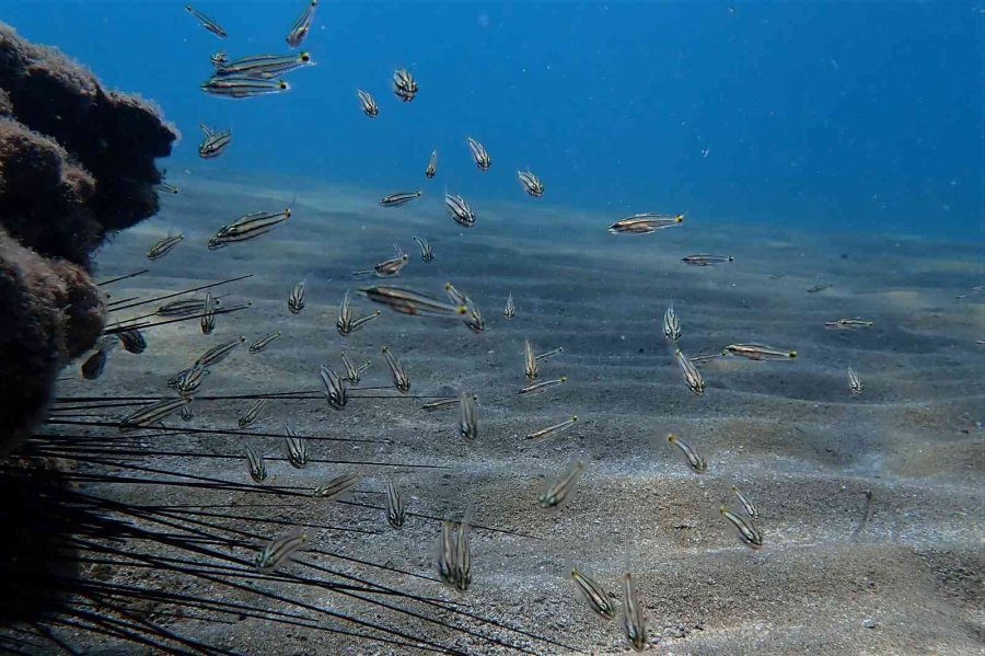 Keşif Dalışında İlk Defa Görüldü: Zehirli Dikenli Çizgili Kedi Balığı Akdeniz’e Yerleşti
