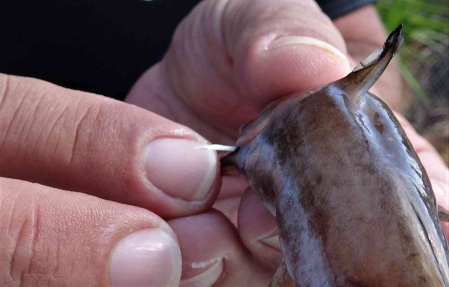 Keşif Dalışında İlk Defa Görüldü: Zehirli Dikenli Çizgili Kedi Balığı Akdeniz’e Yerleşti