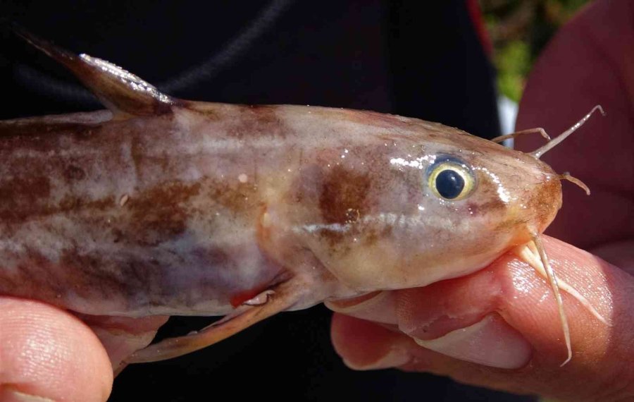 Keşif Dalışında İlk Defa Görüldü: Zehirli Dikenli Çizgili Kedi Balığı Akdeniz’e Yerleşti