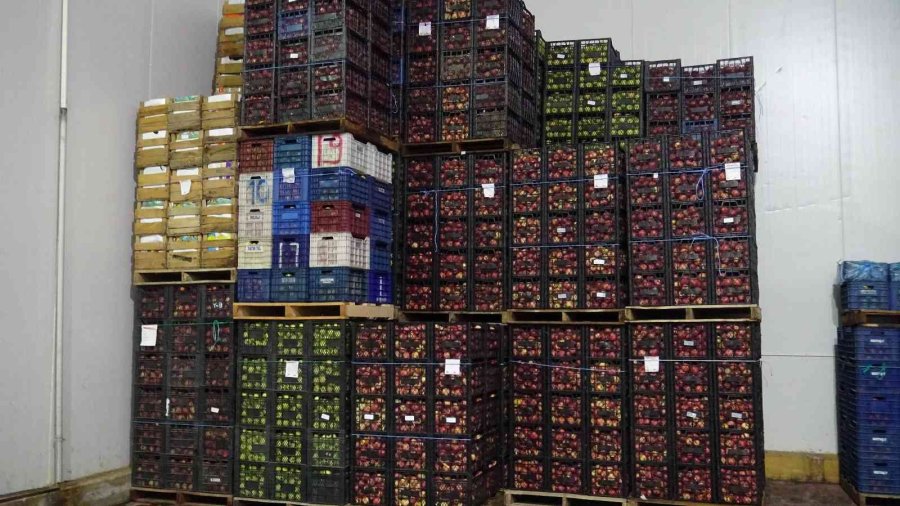 Torosların Lezzetli Kirazı Elektriği Güneş Enerjisiyle Üretilen Soğuk Hava Deposunda Korunuyor