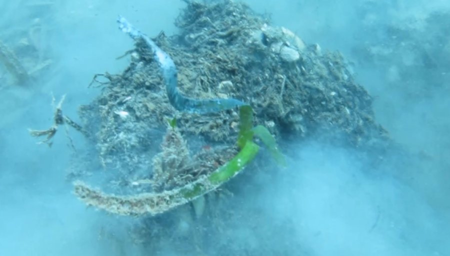 Denizin Amazon Ormanları 7 Yıl İçinde Böyle Yok Oldu