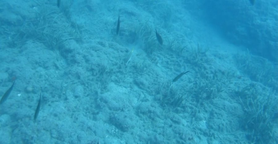 Denizin Amazon Ormanları 7 Yıl İçinde Böyle Yok Oldu